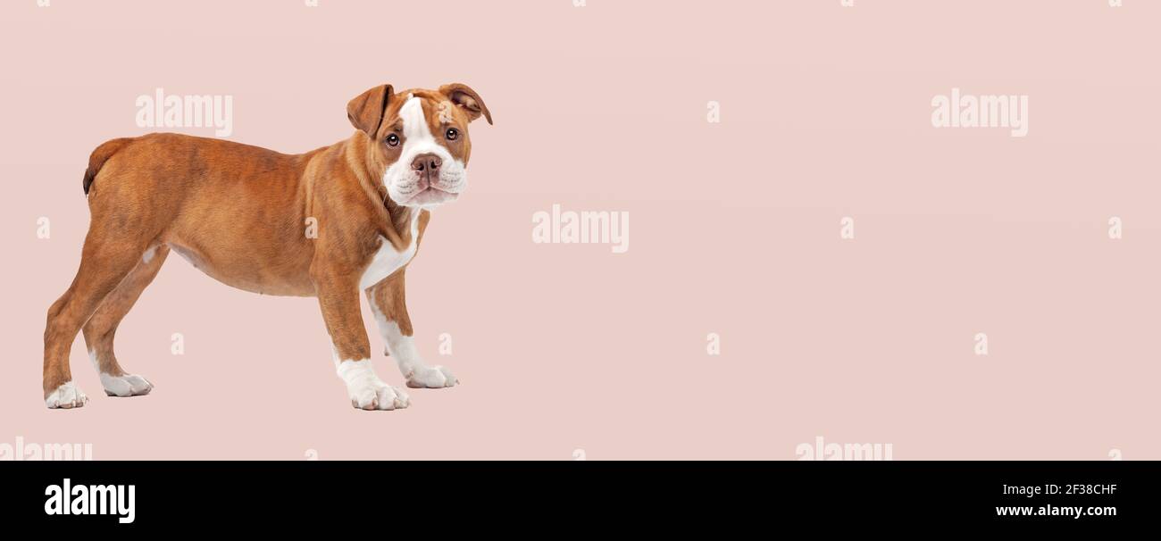adorable bulldog puppy dog standing in front of a soft pink pastel background Stock Photo