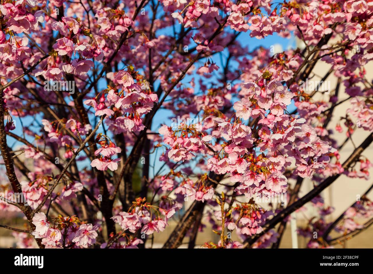 Pink blossom sakura flowers on a spring day in Japan., Beautiful ...