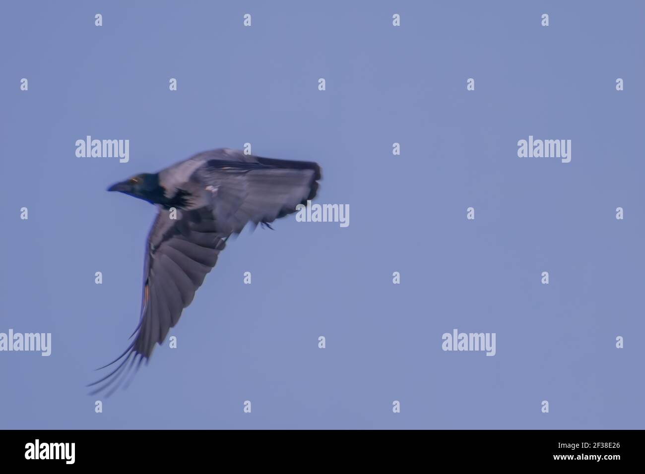 Birds - Common Raven Fying At Noon. Stock Photo
