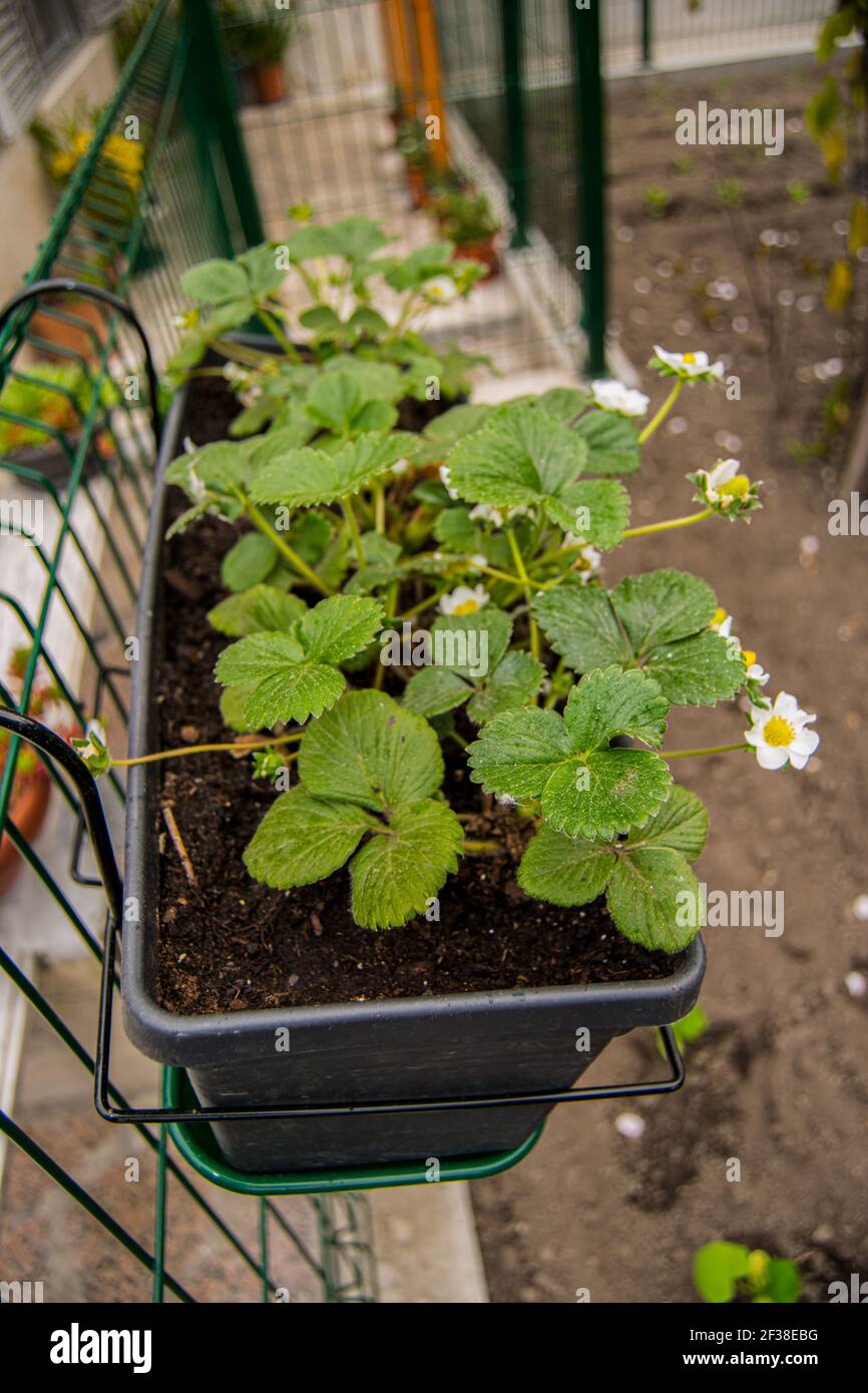 Growing strawberries at home, strawberries flowers Stock Photo