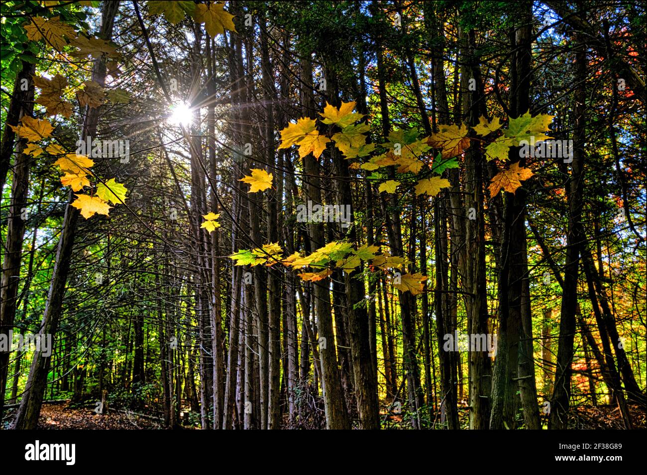 Low angle view of the yellow maple tree leaves in the forest in autumn ...