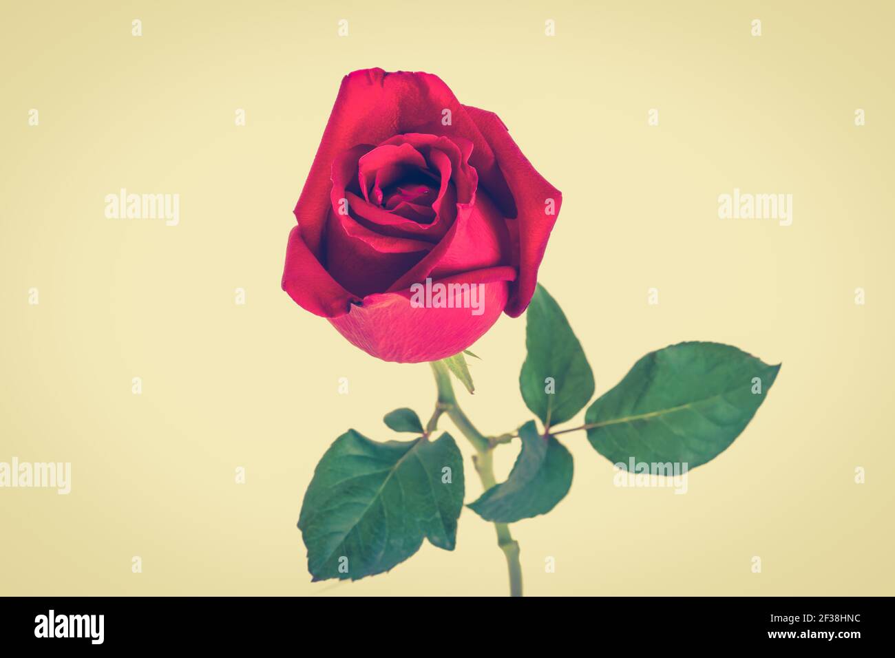 Beautiful red rose, vintage tone Stock Photo