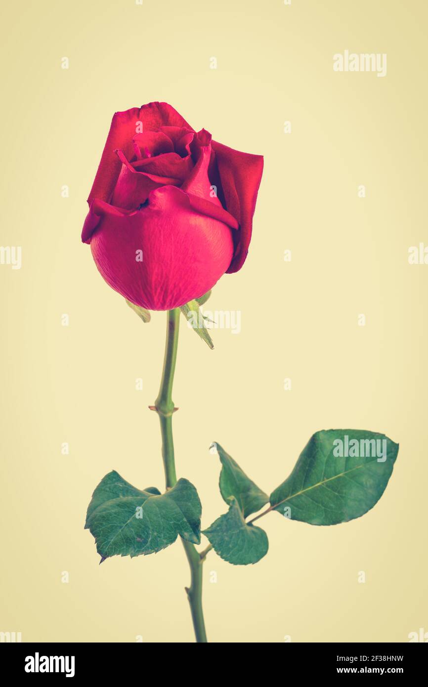 Beautiful red rose, vintage tone Stock Photo Alamy