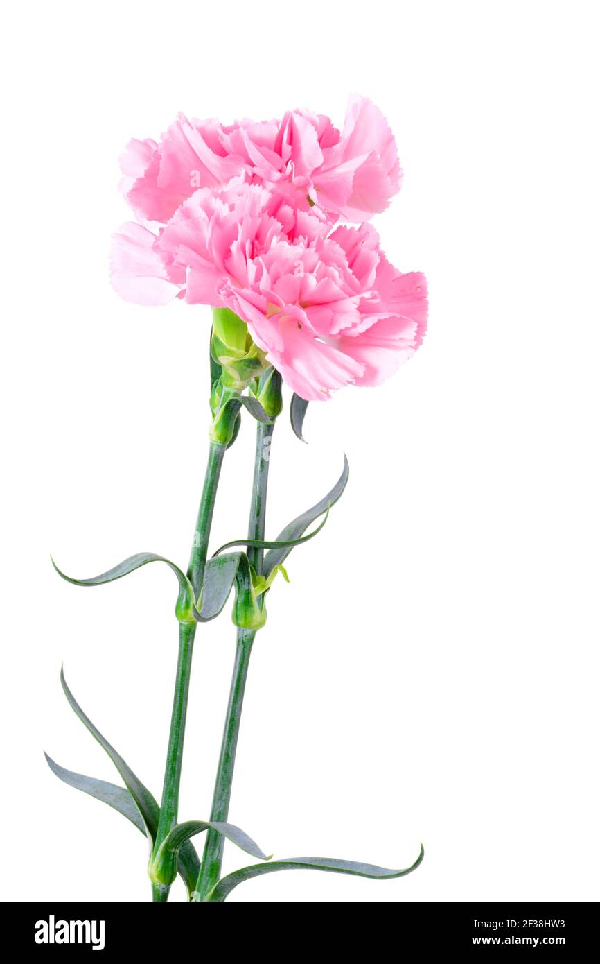 Beautiful pink Carnation flowers isolated on white background Stock ...