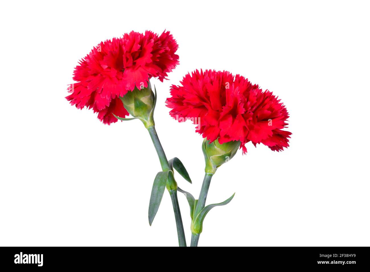 Beautiful red Carnation flowers isolated on white background Stock ...