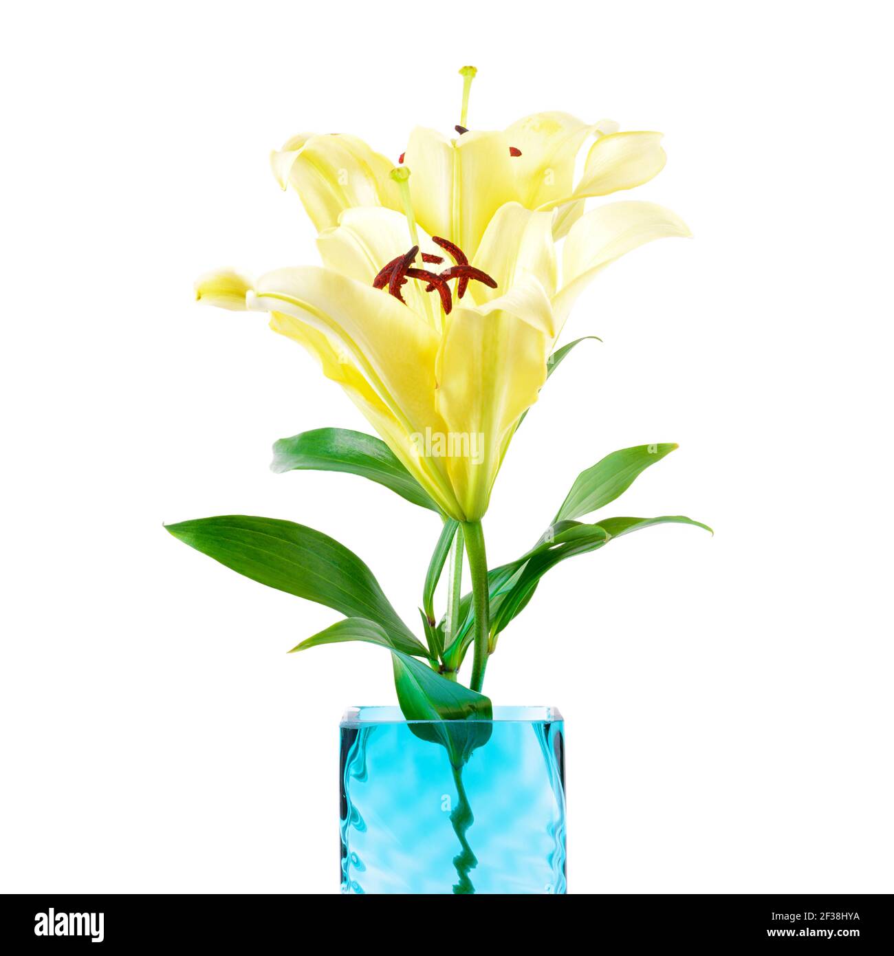 Beautiful soft yellow lily flowers in square vase Stock Photo