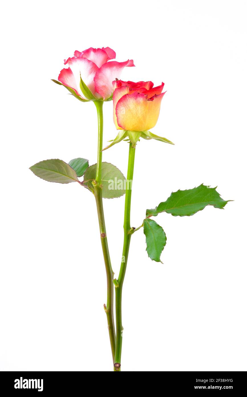 Beautiful colorful roses isolated on white background Stock Photo - Alamy