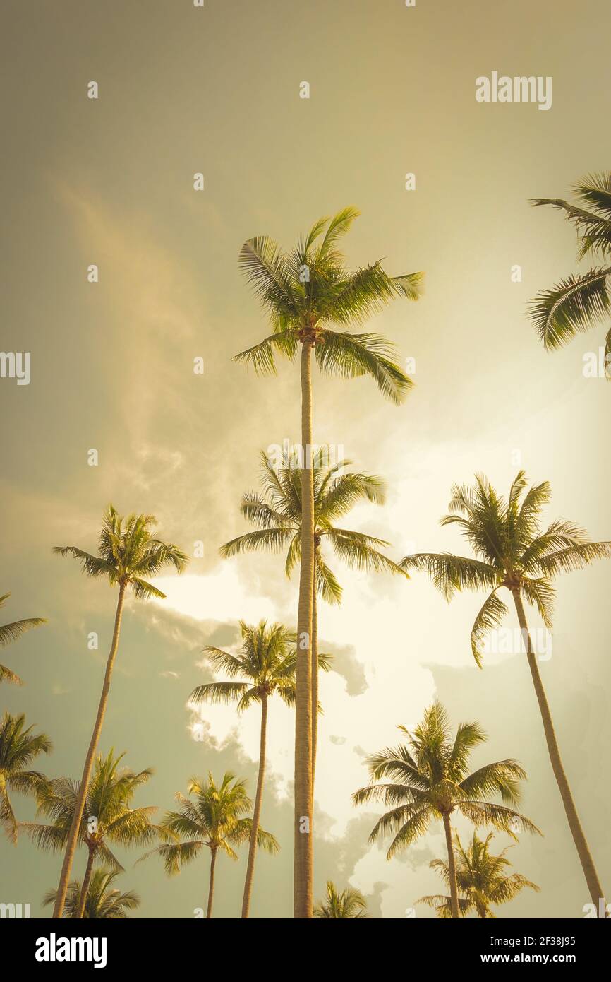 Tall palm trees filter hi-res stock photography and images - Alamy