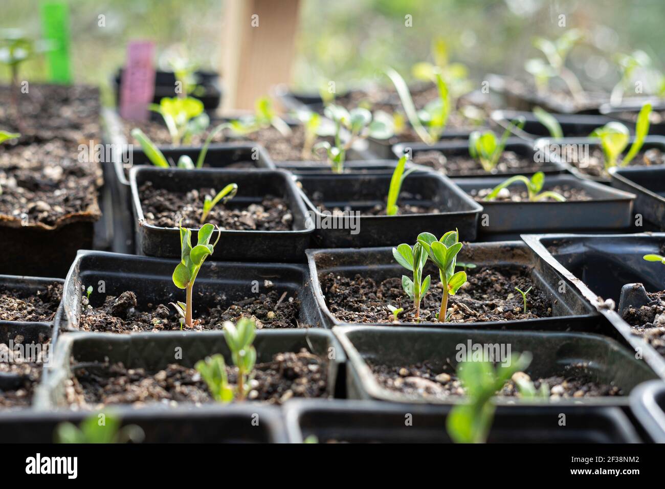 Early spring starts in a greenhouse Stock Photo - Alamy