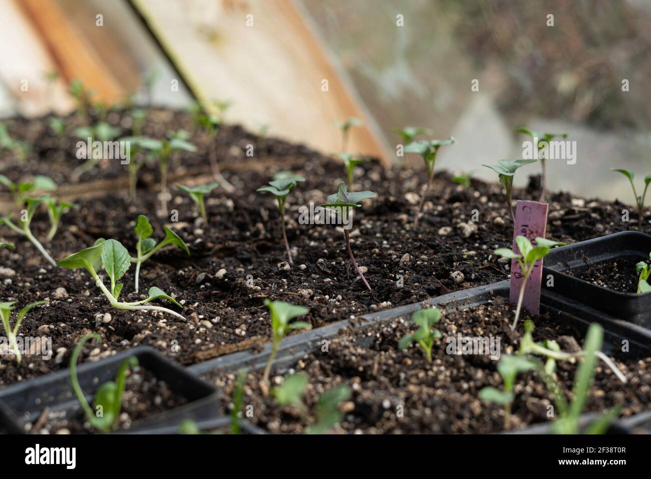 young plant starts in a greenhouse in early spring Stock Photo