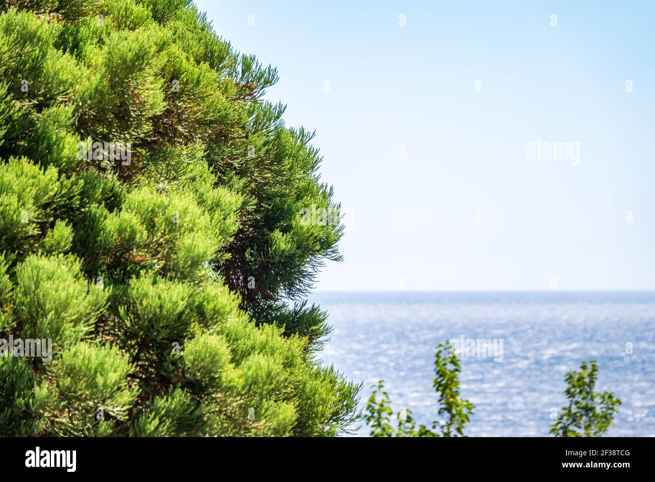 Green branches of the evergreen tree Cryptomeria on blue sea background. Cryptomeria japonica, Japanese cedar or Japanese redwood, evergreen tree, att Stock Photo