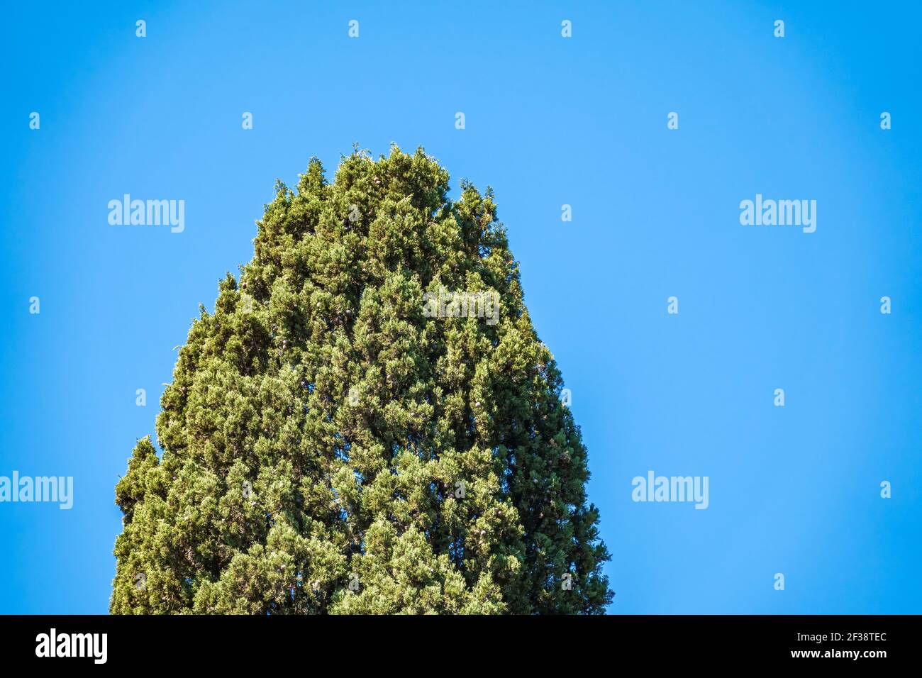 The top of Cupressus tree on blue sky background. Tall evergreen tree with a pyramidal crown Stock Photo