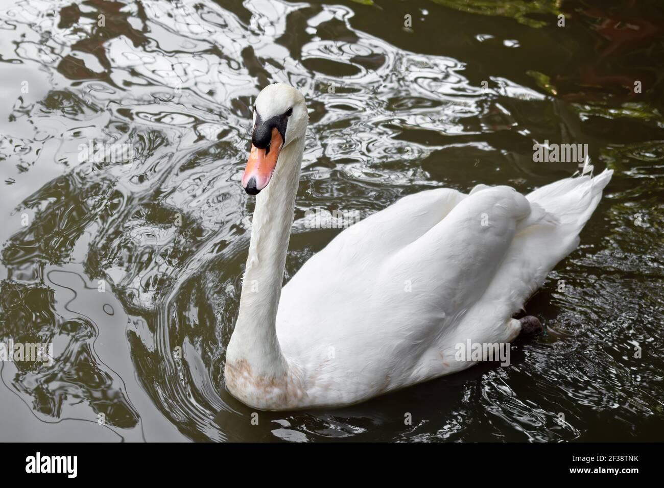 Close up White Swan Floating in a Pond Stock Photo - Alamy