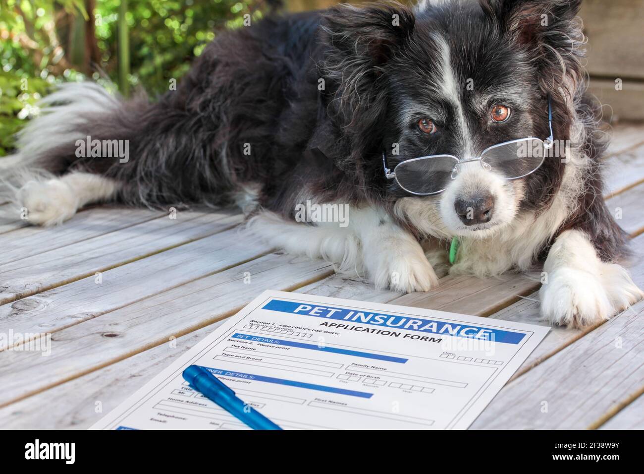 Elderly border collie dog in spectacles considers buying pet insurance. An old canine laying beside some claim documents with a pen. Stock Photo