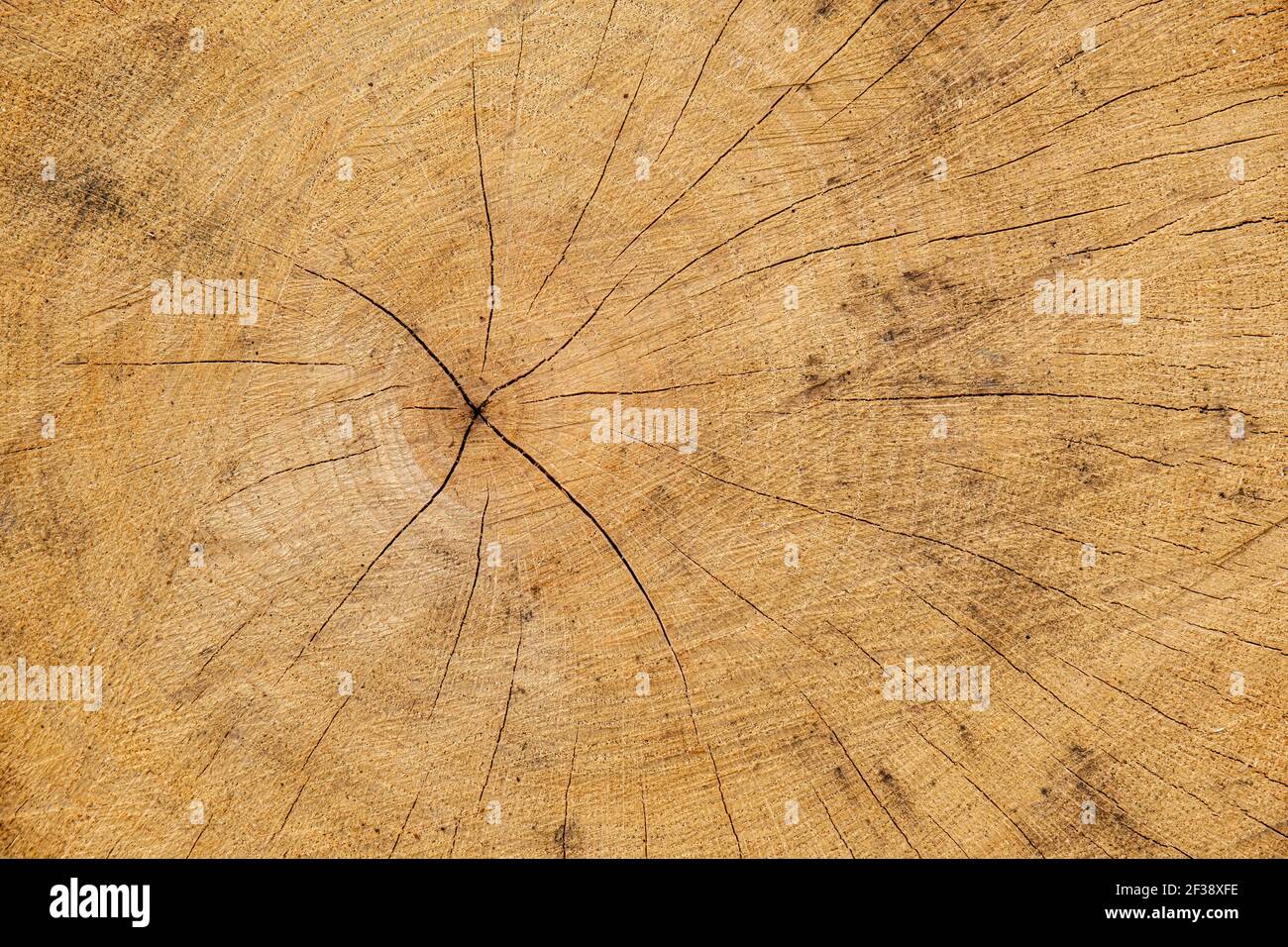 Cross-section of a tree trunk showing annual age rings Stock Photo - Alamy