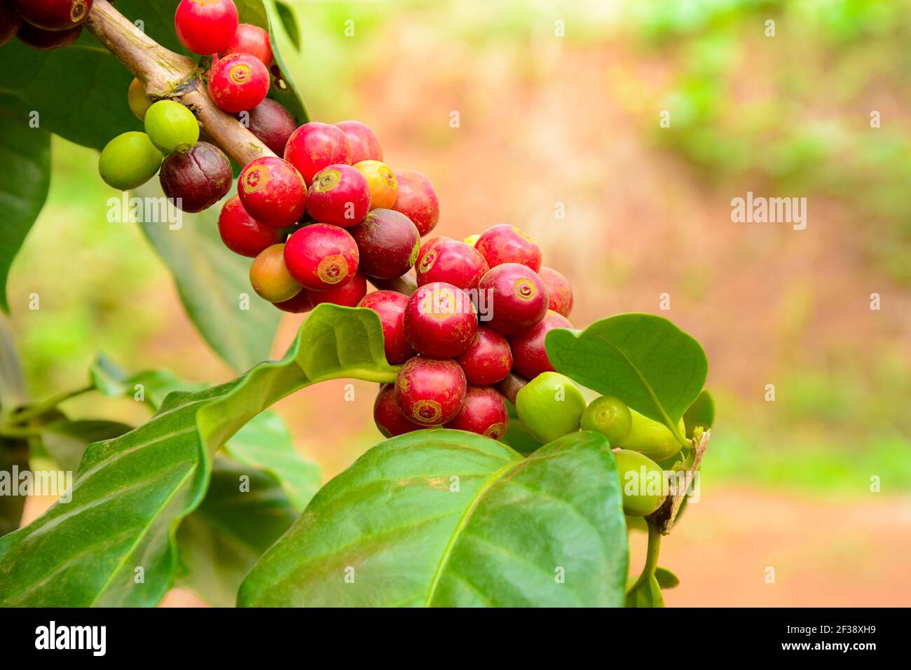 Coffee plant with red coffee fruit on the branch Stock Photo