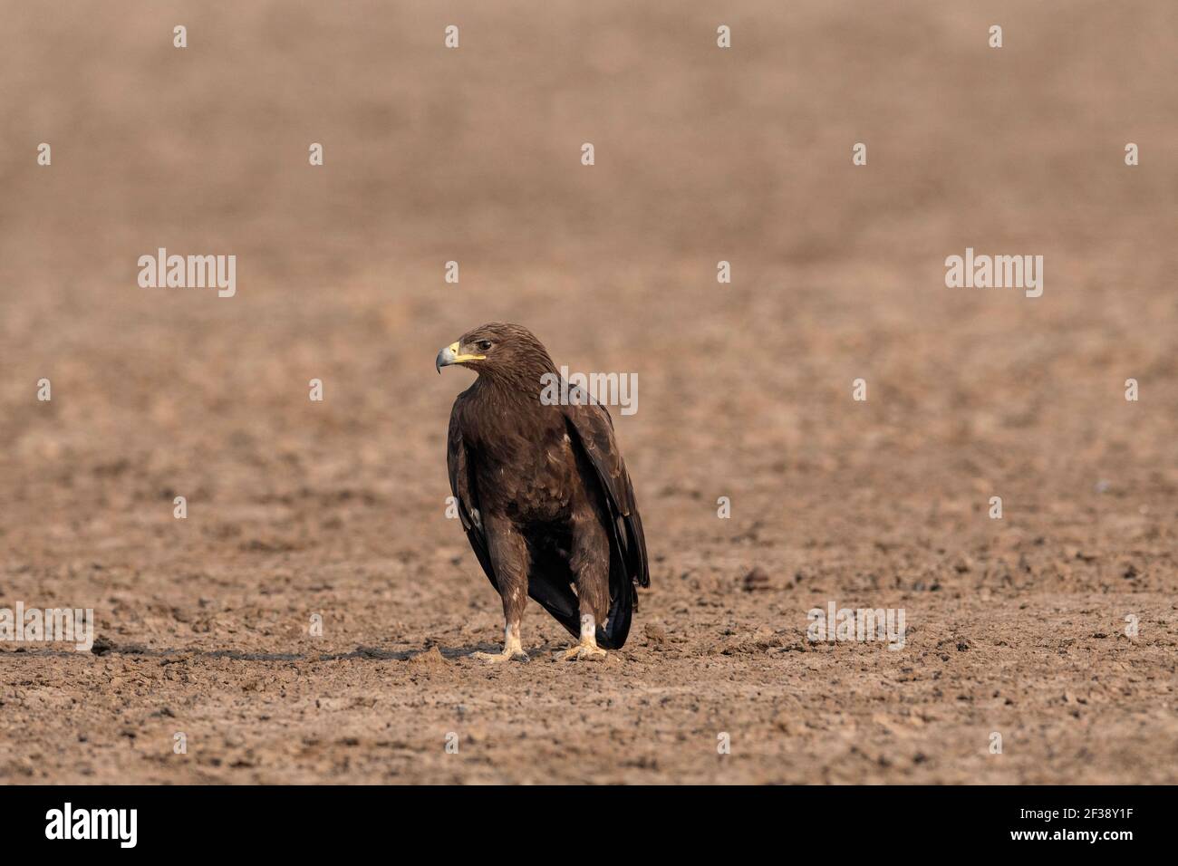 Indian Spotted Eagle, Clanga hastata,  Little Rann of Kutch, Gujarat, India Stock Photo