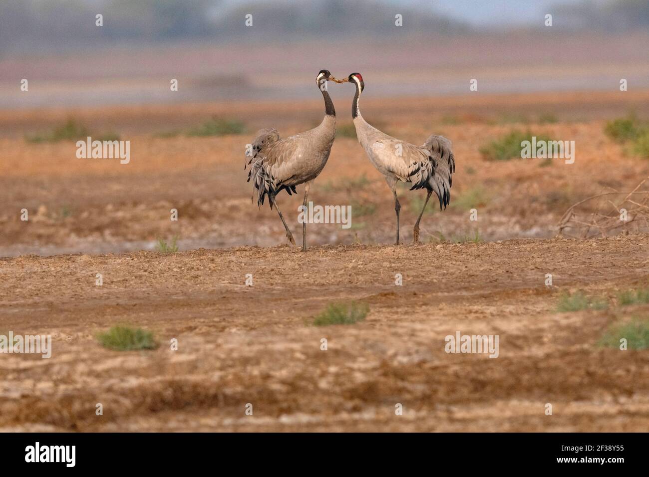 Common Crane, Grus grus, Little Rann of Kutch, Gujarat, India Stock Photo