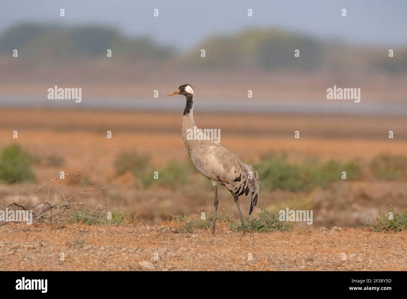 Common Crane, Grus grus, Little Rann of Kutch, Gujarat, India Stock Photo