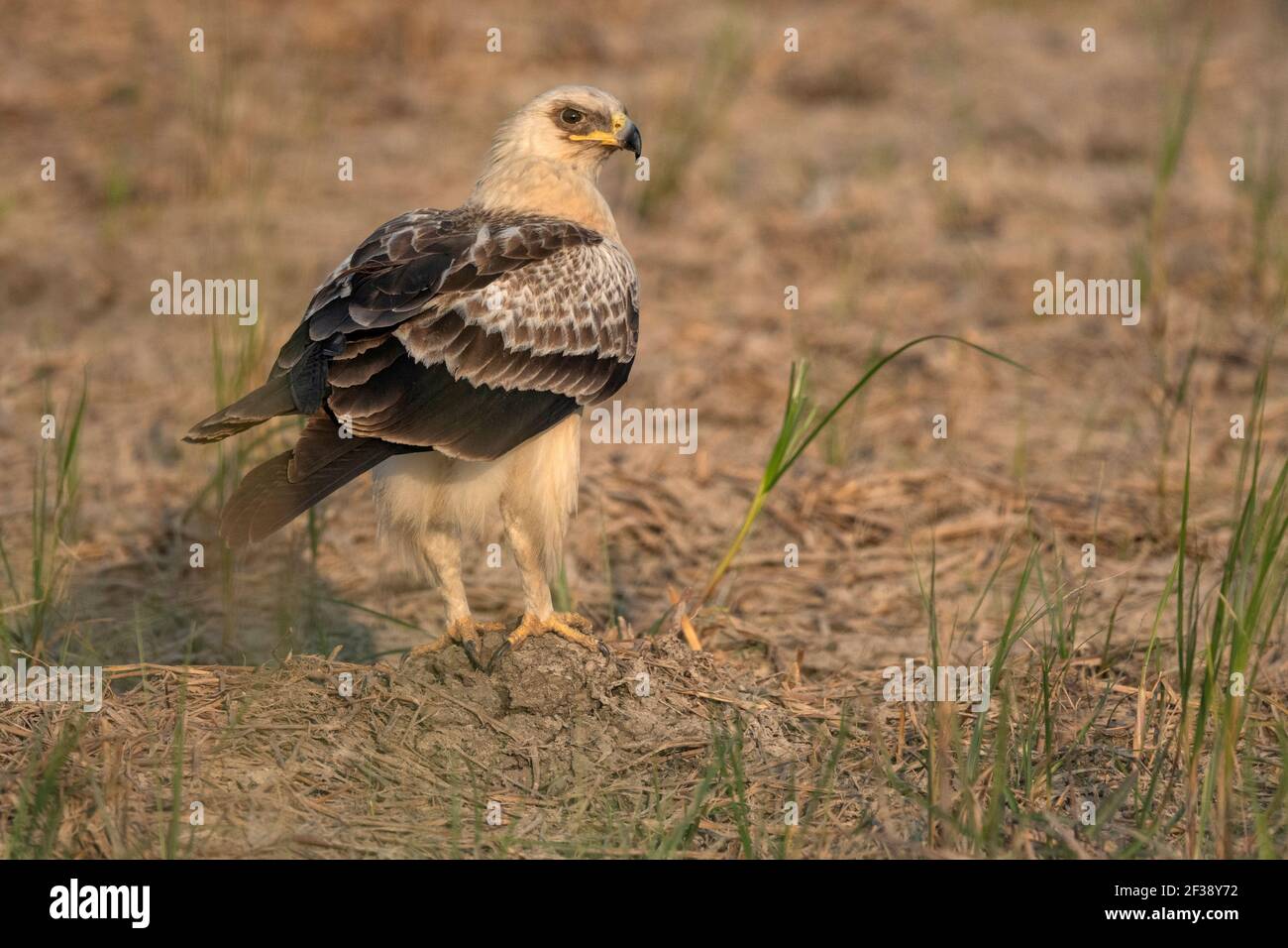 Greater Spotted Eagle, Clanga clanga, fulvescens, Morph, Nal Sarovar Bird Sanctuary, Gujarat, India Stock Photo