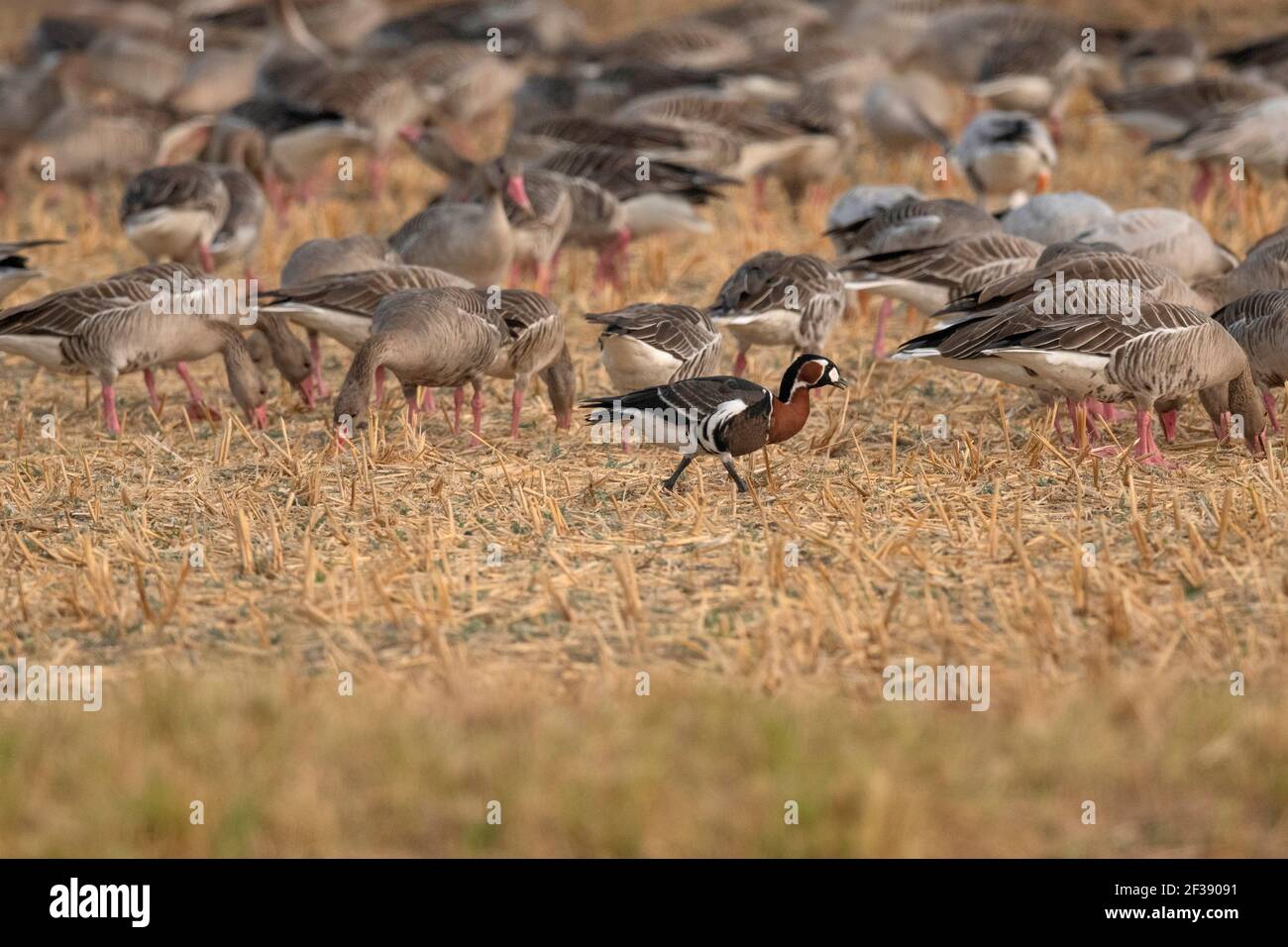 Red-breasted Goose, Branta ruficollis Nal Sarovar Bird Sanctuary, Gujarat, India. Vulnerable by the IUCN Stock Photo