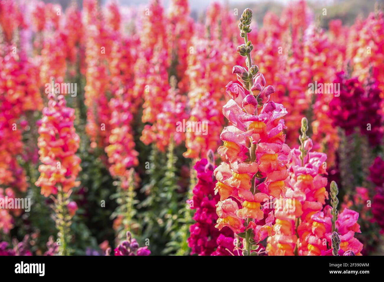 Antirrhinum majus dragon flower in bloom in garden. Stock Photo