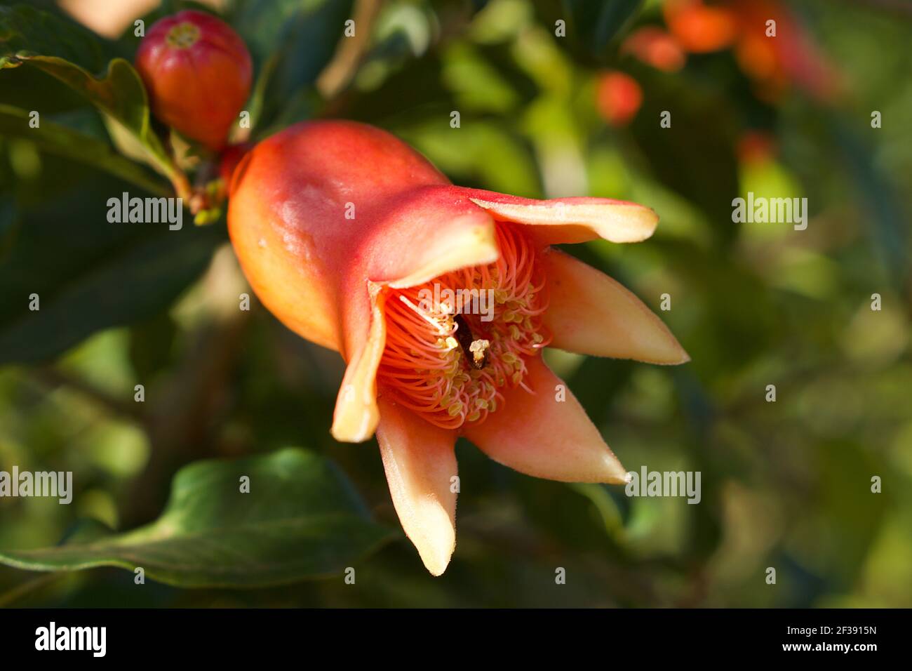 Close up of red pomegranate flower  (Punica granatum). The floral features are variable and the flower could have three to seven petals. Stock Photo