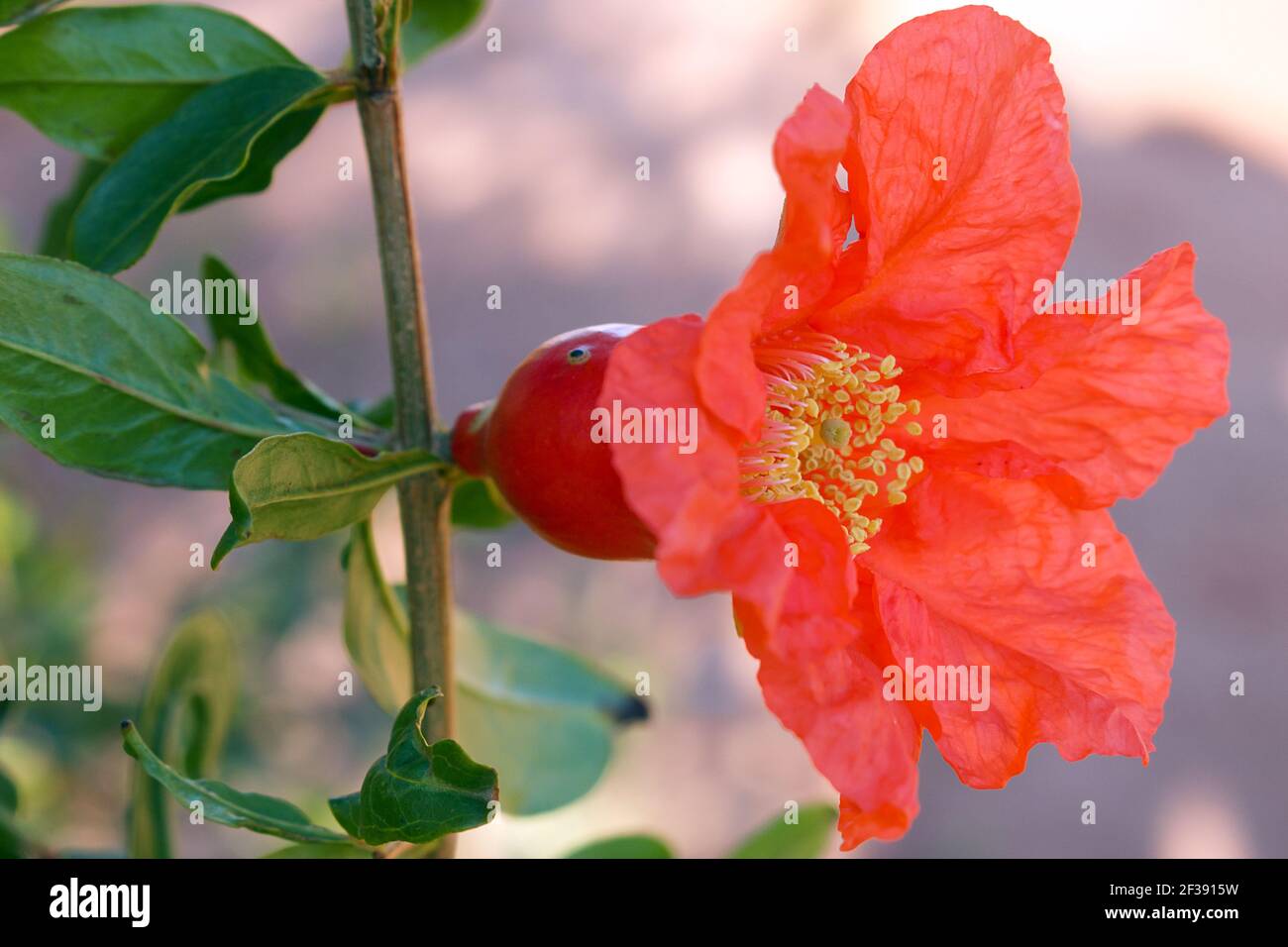 Bright red pomegranate flower  (Punica granatum). The floral features are variable and the flower could have three to seven petals. Stock Photo
