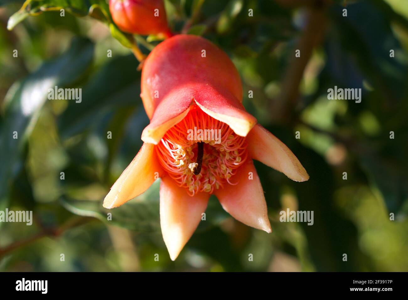 Close up of red pomegranate flower  (Punica granatum). The floral features are variable and the flower could have three to seven petals. Stock Photo