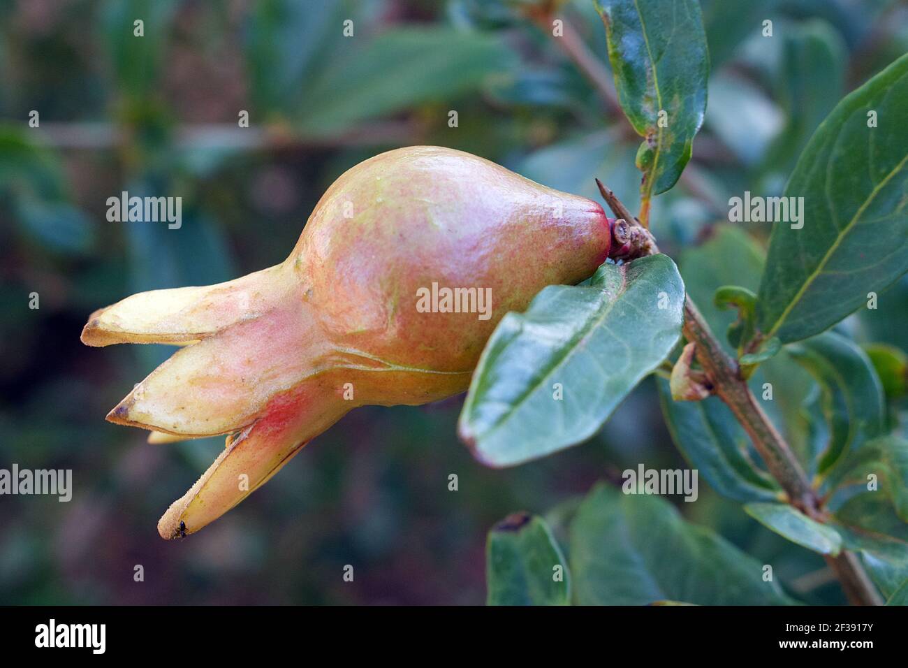 Pomegranate fruit development  (Punica granatum). Stock Photo