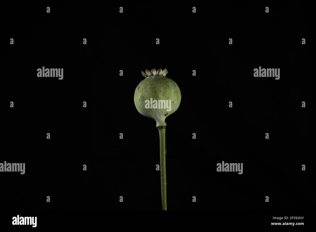 single fresh green poppy seed head isolated on a black background Stock Photo