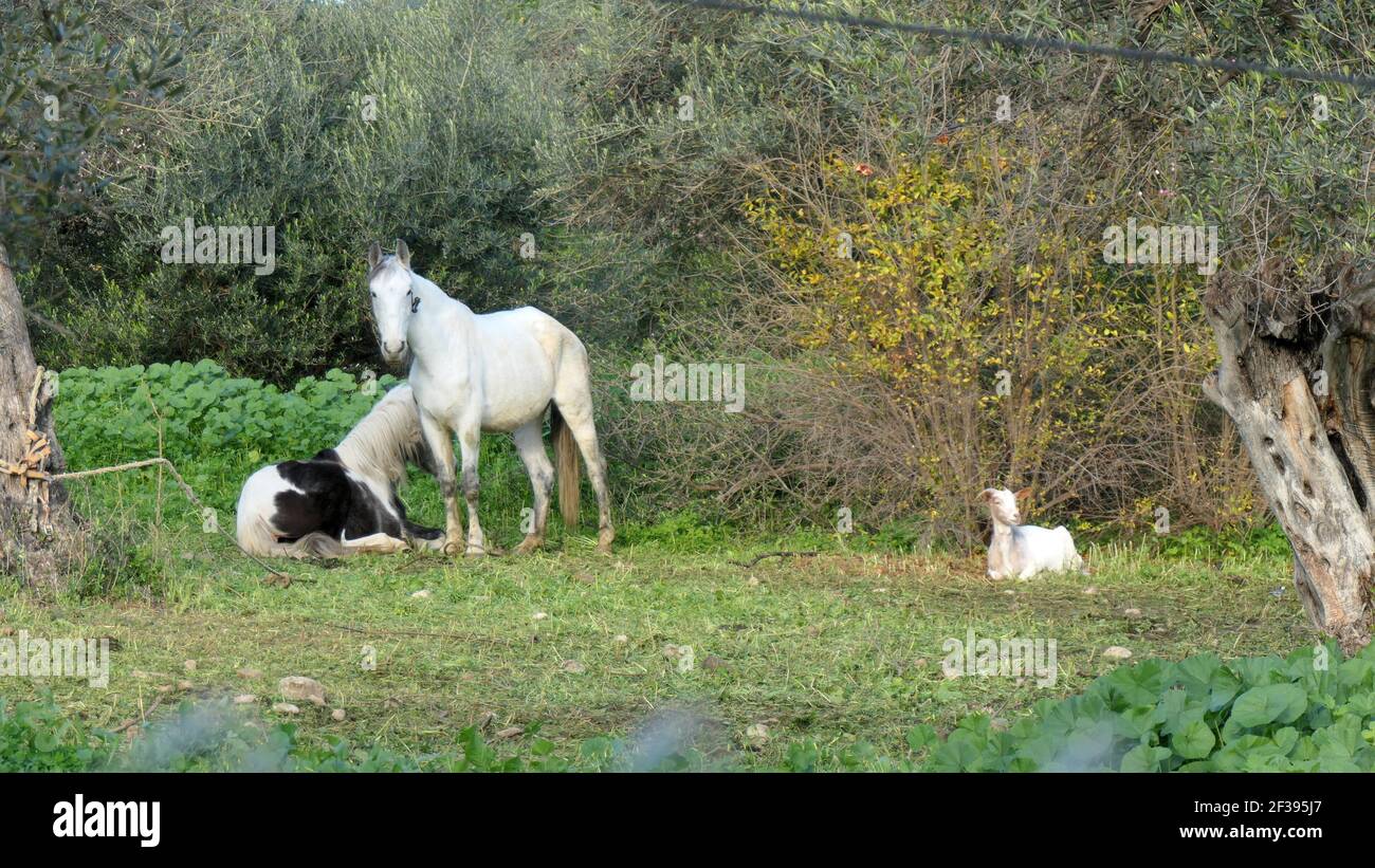 Piebald horse resting in neadow on sunny January morning next to white mare and reclined goat in rural southern Andalusia Stock Photo