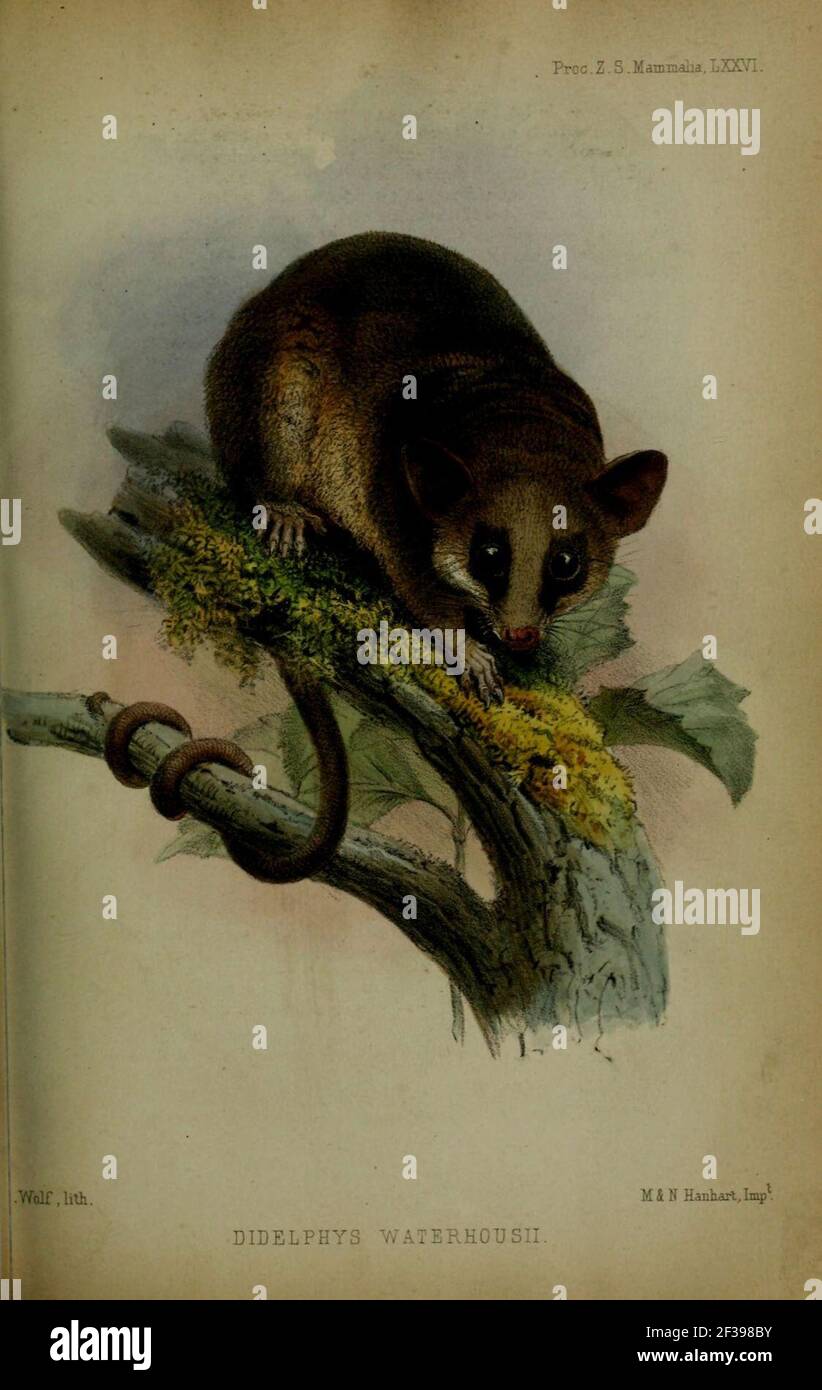 Proceedings of the Zoological Society of London (Plate Mammalia LXXVI) (6005657891). Stock Photo