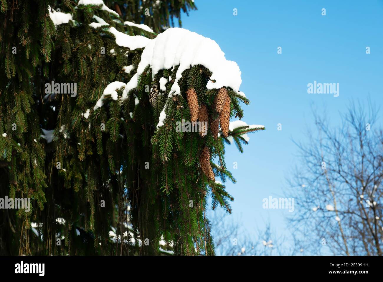 A spruce branch with green needles with cones covered with snow Stock ...