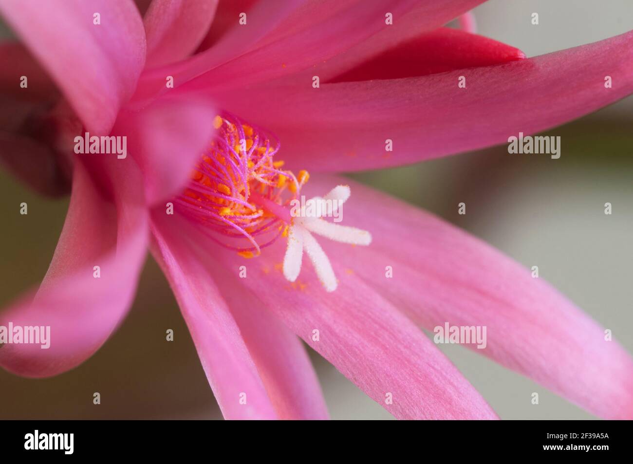 Easter cactus flower on a green background, close up shot, local focus Stock Photo
