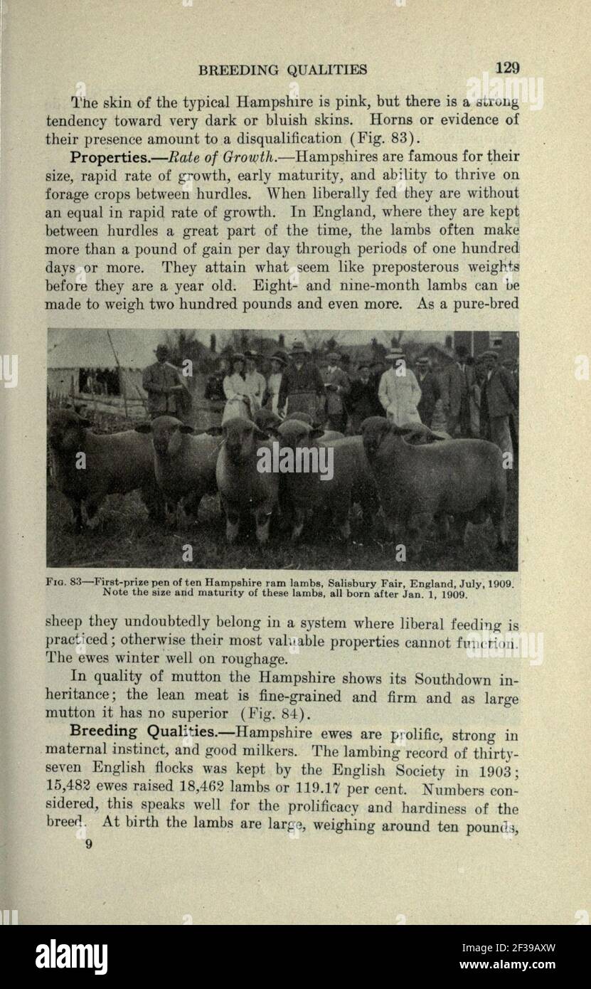 Productive sheep husbandry (Page 129) Stock Photo