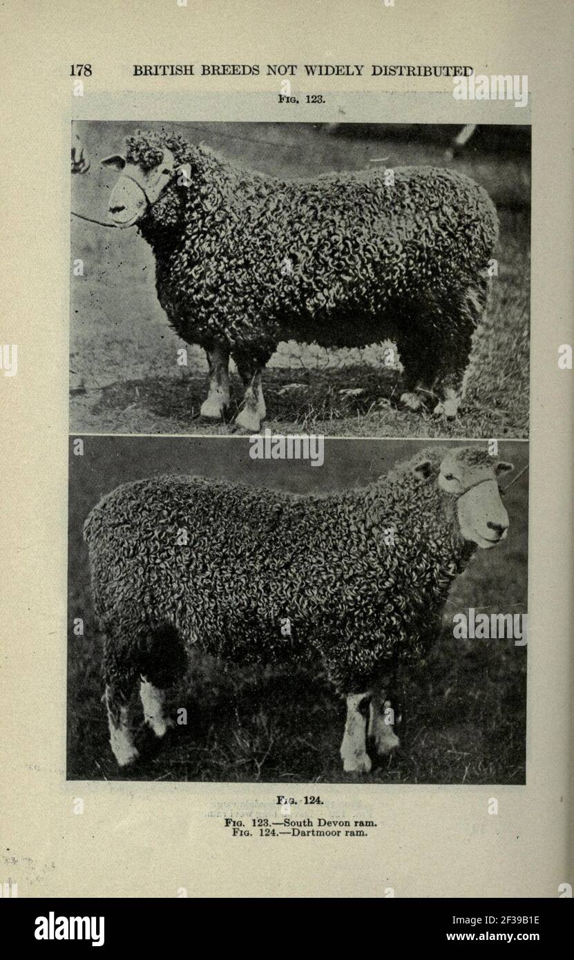 Productive sheep husbandry (Page 178) Stock Photo