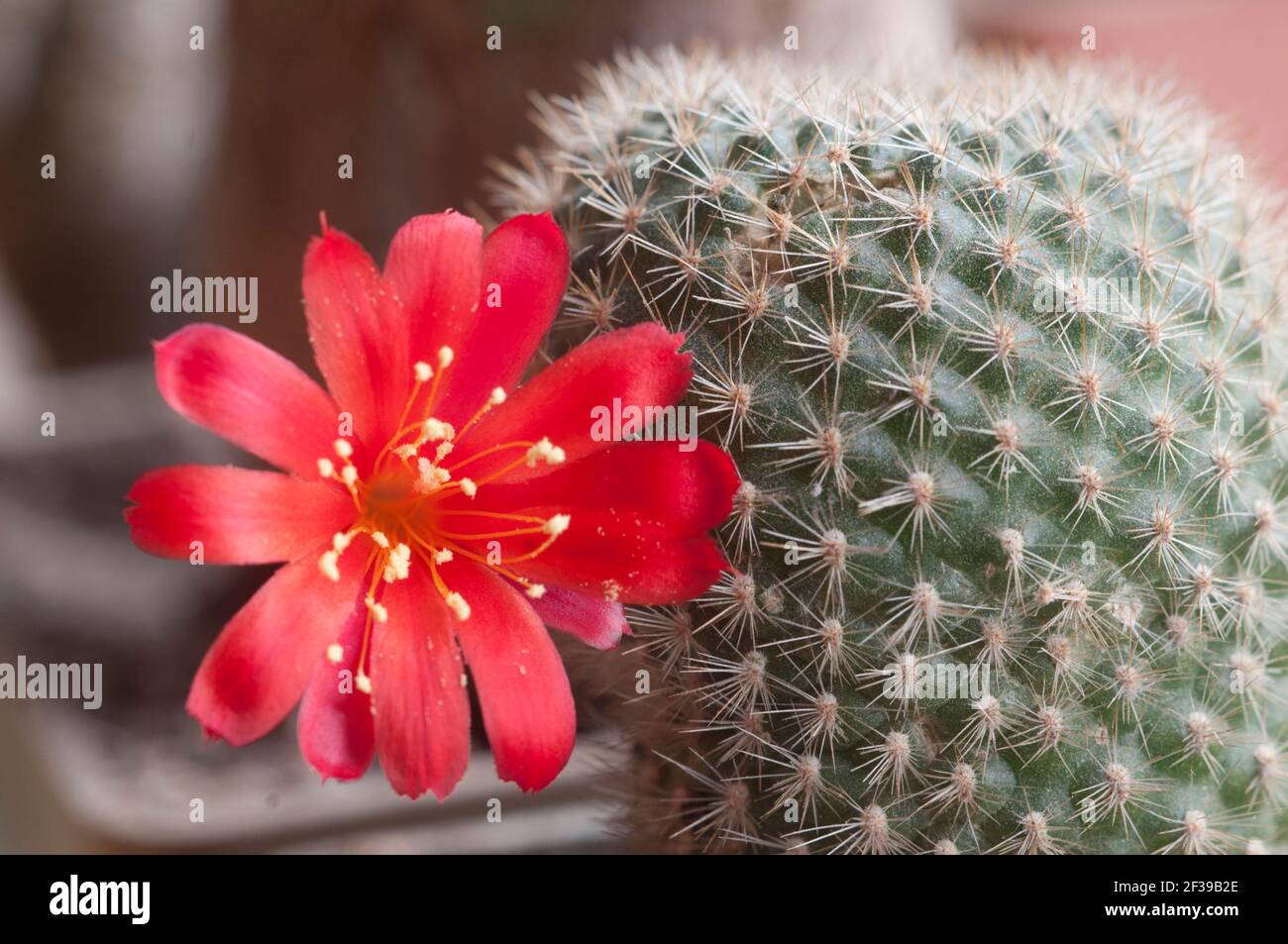 Rebutia minuscula cactus flower, close up shot, local focus Stock Photo