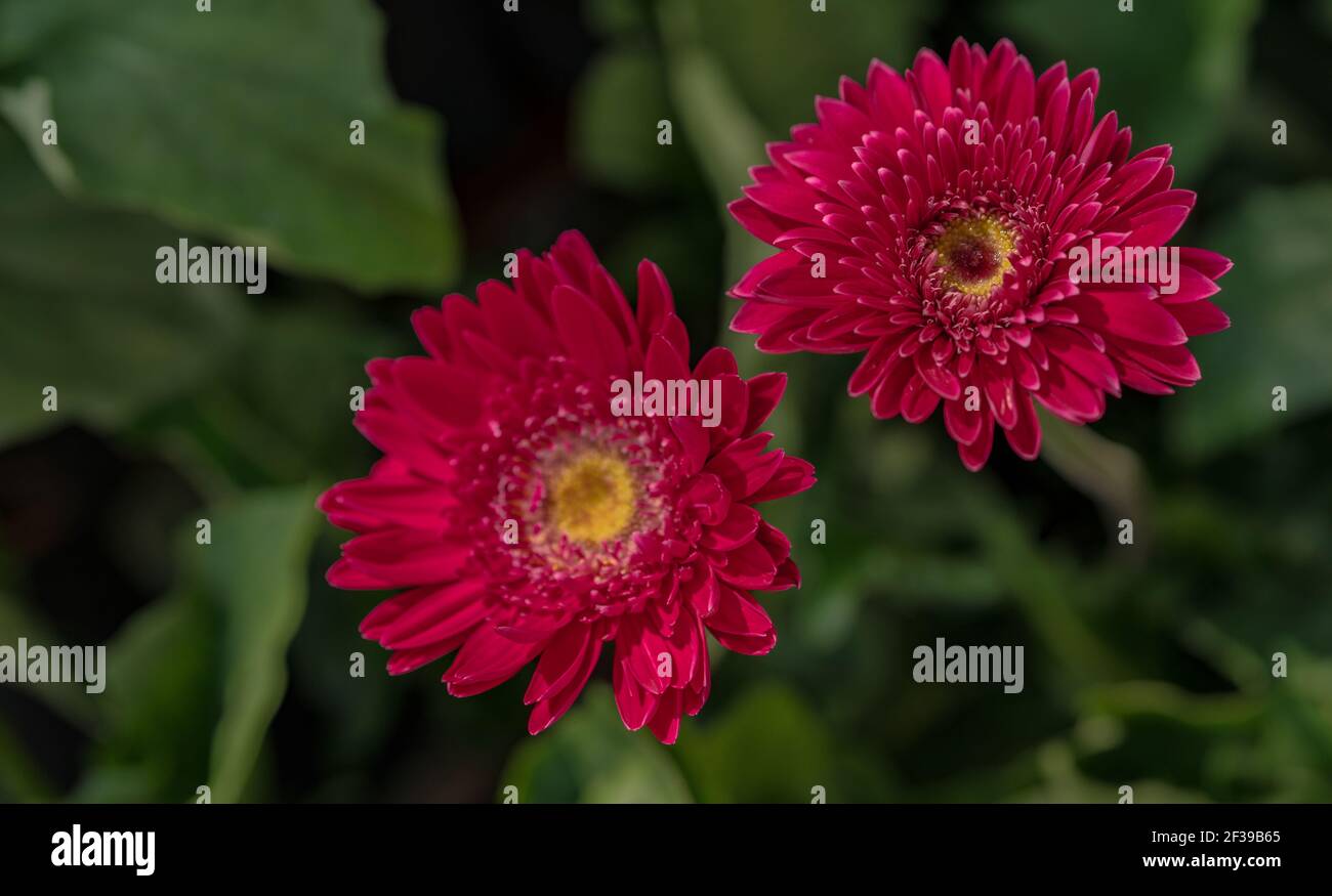 Pink gerbera flower with yellow pollen on blur background of green leaves in garden. Decorative garden plant or as cut flowers. Gentle pink and red. Stock Photo