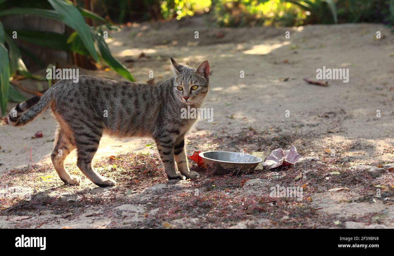 A pet cat stood near the food cup in the courtyard of the house, india. concept for domestic animal ,Cat hungry, Beautiful and attractive animals, Car Stock Photo
