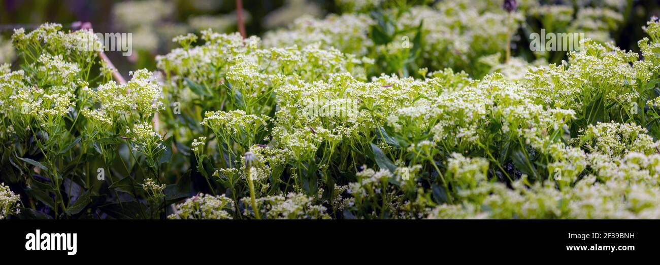 Wild grass plants hi-res stock photography and images - Alamy
