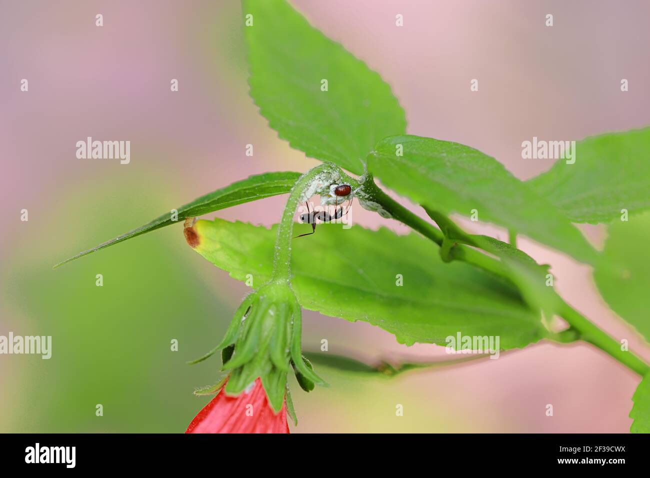 a big black colored ant insect Climbed up the hibiscus plant to eat