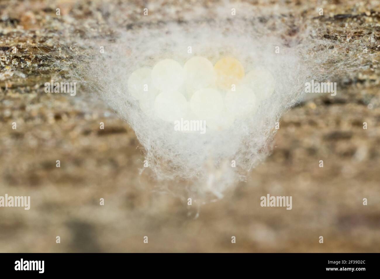 Tangle-web spider egg sac (Theridiidae) Stock Photo