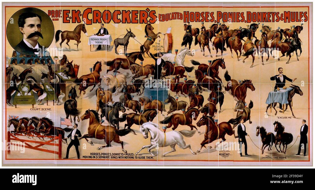 Prof. E.K. Crocker's educated horses, ponies, donkeys & mules Stock Photo