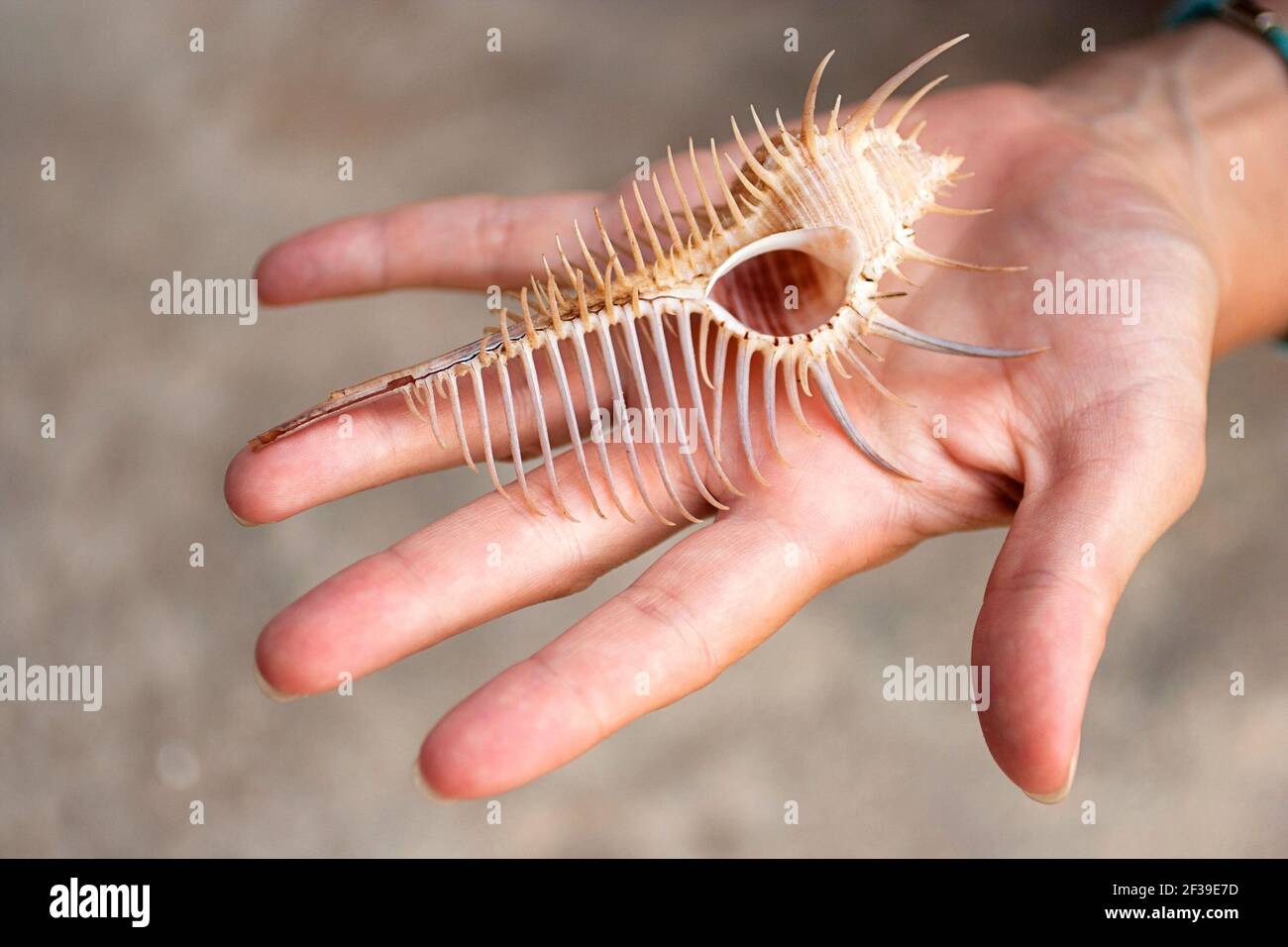 Murex troscheli on hand, Troschel's Murex Shell, spine covered, club-shaped, long straight siphonal canal, cream, white with light brown whorls Stock Photo