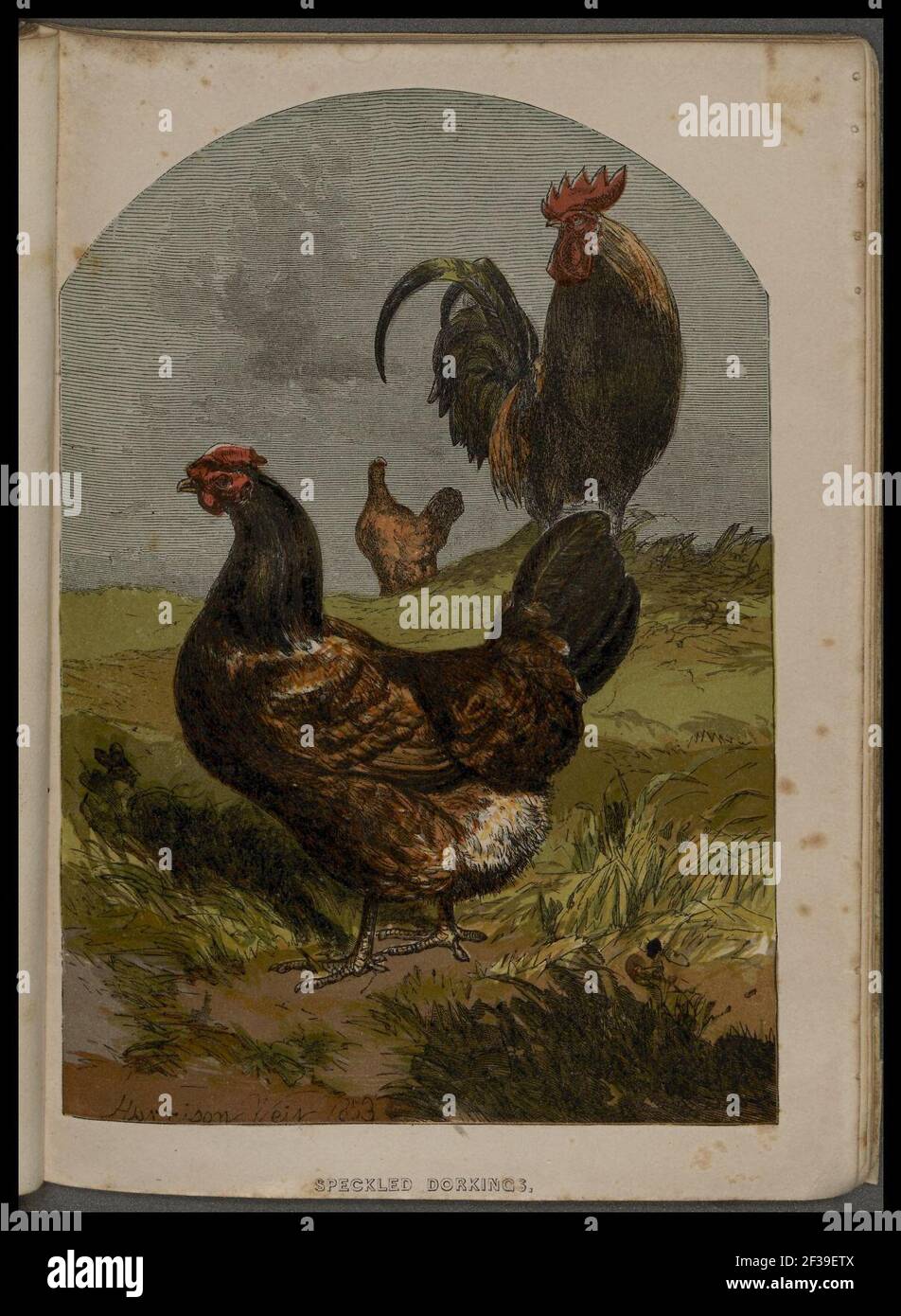 Profitable poultry (Pl. 3) (8367396635). Stock Photo