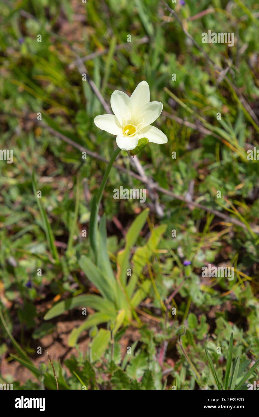 Single plant of Sparaxis bulbifera with its whie flower taken close to Darling in the Western Cape of South Africa Stock Photo