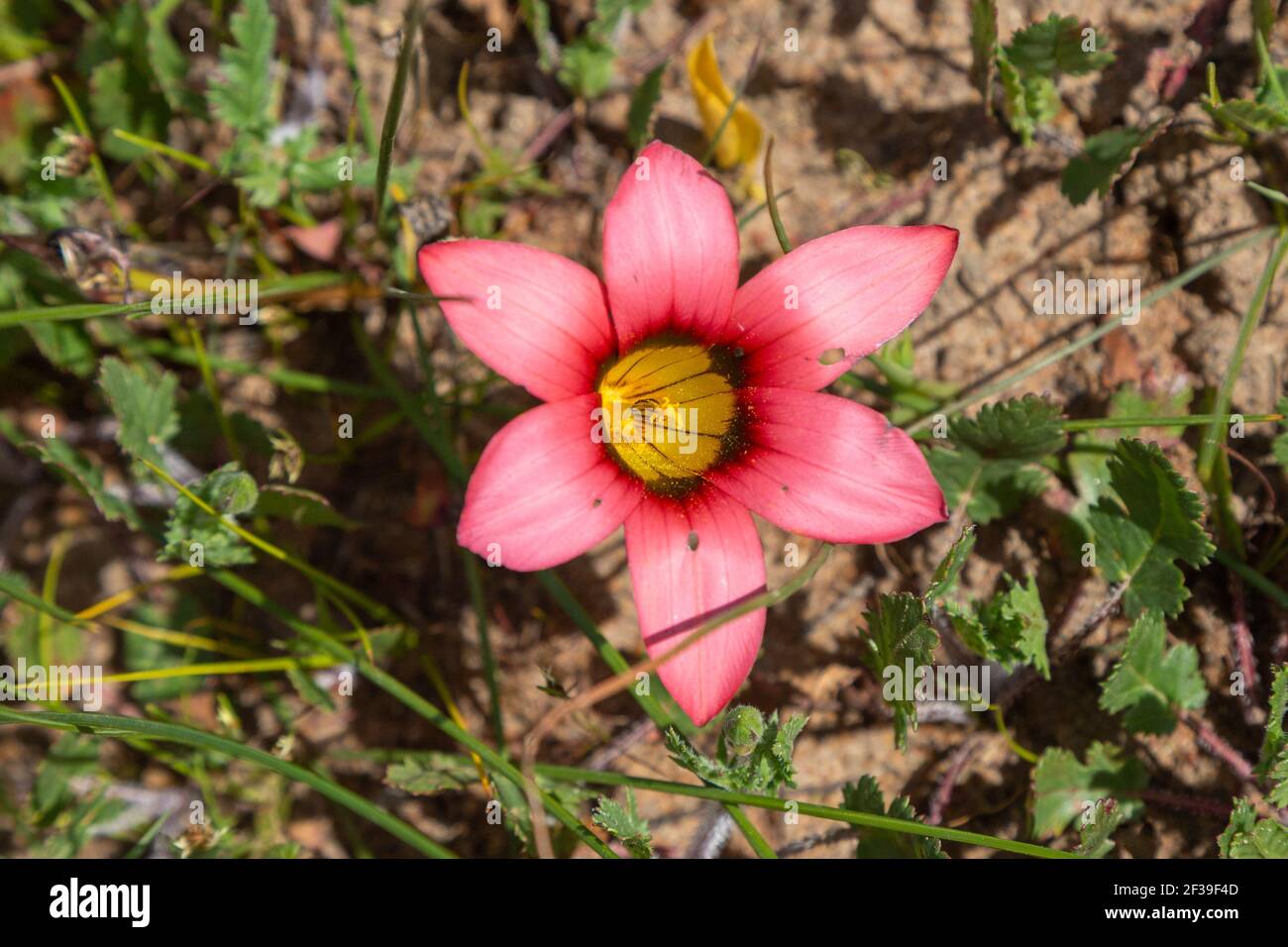 Close-up of a single flower of Romulea eximia in habitat seen close to Darling in the Western Cape of South Africa Stock Photo
