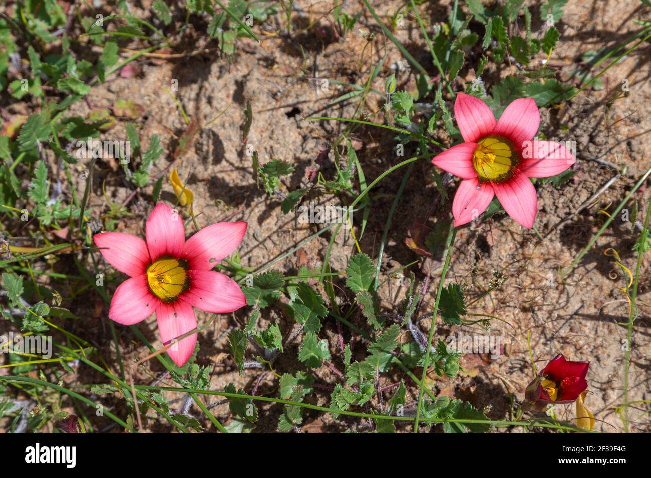 Two rose colored flowers of Romulea eximia in natural habitat close to Darling in the Western Cape of South Africa Stock Photo