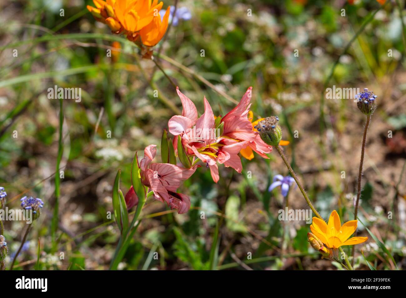flowers of Gladiolus meliusculus in natural habitat close to Darling in the Western Cape of South Africa Stock Photo